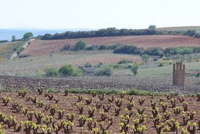 Grandes Vinos wijngaard